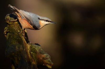 Tijdje geleden in de hut gezeten was erg druk met vogels, dus een goeie dag gehad en veel foto's kunnen maken. Voor mij de eerste keer in zo'n hut! Had bij deze foto erg mooi licht en deze leek me wel leuk om te plaatsen. Hoop dat ie zo voldoet.