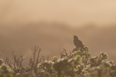 Vanmorgen was een koude, mistige en ook zonnige ochtend. Dat sfeertje heb ik geprobeerd vast te leggen met in de hoofdrol deze prachtige vogel.