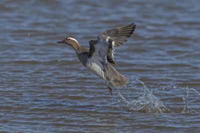 Vanuit de vogelkijkhut was deze zomertaling prachtig te zien maar ook te horen, ze produceren dat onmiskenbare 'knak ...knak "geluid en is  prachtig om waar te nemen.  Ik kon deze eend net  fotograferen op het moment dat deze haast verticaal uit het water opsteeg, opspattend water achter latend.