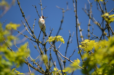 Mooi weer om even buiten te grasduinen zal deze putter ook zo genieten van het mooie weer...?