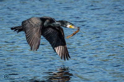 Great Cormorant busy with home-building duty. Great weekend for bird photos. The bird look out is nicely located here.