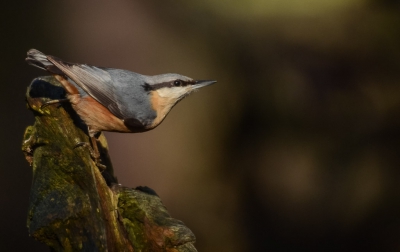 Tijdje geleden in de hut gezeten was erg druk met vogels, dus een goeie dag gehad en veel foto's kunnen maken. Voor mij de eerste keer in zo'n hut! Had bij deze foto erg mooi licht en deze leek me wel leuk om te plaatsen.
