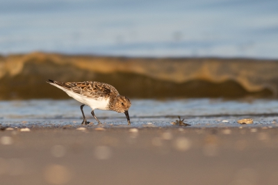 Foeragerende drieteenstrandloper in mooi kleed. Aantal uur geleden gemaakt op een strand op Texel. Er was een groepje van ongeveer 25 strandlopers aanwezig en sommige liepen mooi langs mijn lens. 

Gemaakt vanaf statief, liggend op het strand. Canon 400mm 5.6f, canon 7d m2.