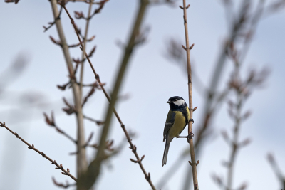 Koolmees op een takje in het vroege voorjaar in woonwijk Emmeloord.
Leica SL 90-280mm