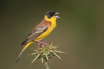 <i class='fa fa-user'></i> BerryBekkering |   Zwartkopgors  <i class='fa fa-eye'> 449</i>  <i class='fa fa-thumbs-up'> 9</i>   <i class='fa fa-comment-o'> 8</i>