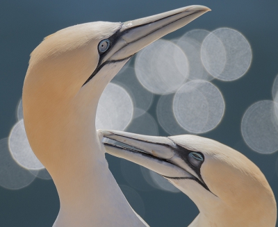 <i class='fa fa-user'></i> Robert Westerhof |   Jan-van-gent  <i class='fa fa-eye'> 462</i>  <i class='fa fa-thumbs-up'> 19</i>   <i class='fa fa-comment-o'> 12</i>