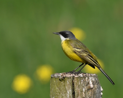 <i class='fa fa-user'></i> henkdikkers |   Witkeelkwikstaart  <i class='fa fa-eye'> 587</i>  <i class='fa fa-thumbs-up'> 12</i>   <i class='fa fa-comment-o'> 14</i>