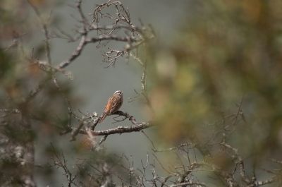 <i class='fa fa-user'></i> P.Teune |   Grijze Gors  <i class='fa fa-eye'> 352</i>  <i class='fa fa-thumbs-up'> 3</i>   <i class='fa fa-comment-o'> 12</i>