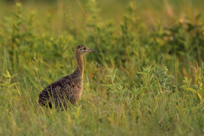 <i class='fa fa-user'></i> Martjan Lammertink |   Pampahoen  <i class='fa fa-eye'> 243</i>   <i class='fa fa-comment-o'> 2</i>