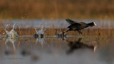 The coot was swimming around and got disturbed by another and started running back and forth. It was hard to shot ..!