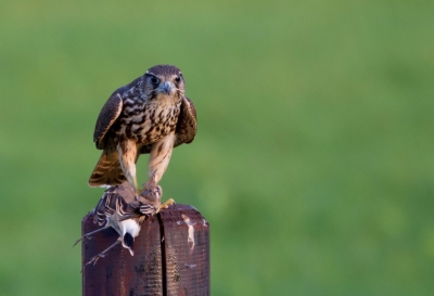 Ik zat te wachten op een tapuit aan de ene kant van de weg. Helaas werd het te laat en het licht te donker, maar op het moment, dat ik de camera weg wilde leggen, zag ik vanuit de auto aan de andere kant van de weg mijn gehoopte tapuit. Helaas in de klauwen van een smelleken. Mijn avond was meer dan goed!!