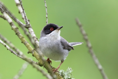Afgelopen week tijdens een vakantie op Mallora heb ik 2 keer een bezoek gebracht aan S'Albufera Natural Park. Een prachtig vogelrijk gebied met diverse observatiehutten, absoluut een aanrader. De kleine zwartkop, met het fraaie rode ringetje rond het oog, liet zich meerdere keren zien maar bleef nooit lang stil zitten.