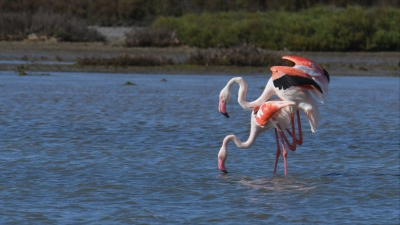 Duizenden flamingo's waren er in april verspreid over de Camargue. Prachtig die baltsende groepen mannetjes en het paren kwam ook goed op gang. Beetje clich misschien maar het blijven bizar mooie vogels.