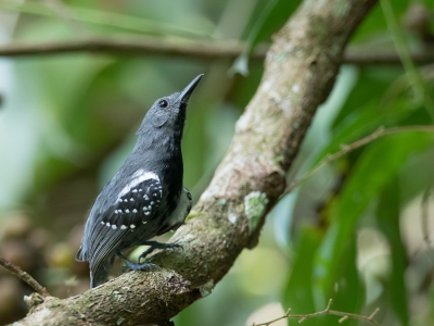 <i class='fa fa-user'></i> Paul van Giersbergen |   Zilverflankmiersluiper  <i class='fa fa-eye'> 209</i>  <i class='fa fa-thumbs-up'> 1</i>   <i class='fa fa-comment-o'> 6</i>