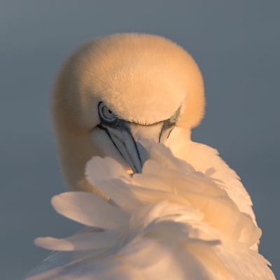 <i class='fa fa-user'></i> Eric van Roon |   Jan-van-gent  <i class='fa fa-eye'> 348</i>  <i class='fa fa-thumbs-up'> 7</i>   <i class='fa fa-comment-o'> 17</i>