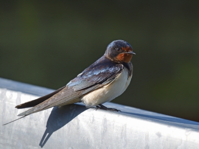 Genomen van redelijk korte afstand (ca 4 meter), de vogel bleef gelukkig even rustig zitten, lichtomstandigheden waren best lastig, volle zon en schaduw van de kijkhut.