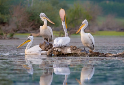 <i class='fa fa-user'></i> Monika |   Kroeskoppelikaan  <i class='fa fa-eye'> 395</i>  <i class='fa fa-thumbs-up'> 11</i>   <i class='fa fa-comment-o'> 9</i>