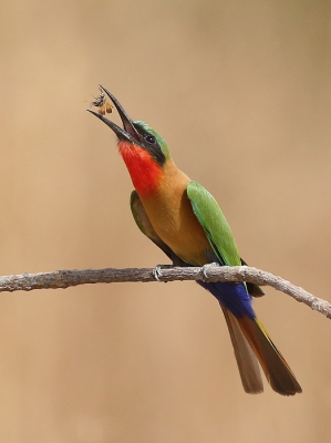 <i class='fa fa-user'></i> RonVerdonk |   Roodkeelbijeneter  <i class='fa fa-eye'> 336</i>  <i class='fa fa-thumbs-up'> 4</i>   <i class='fa fa-comment-o'> 6</i>