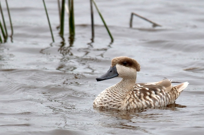 Ik zat met 2 Britse vogelaars in een observatiehut bij een waterplas, en er was vanuit die hut weinig te zien. Totdat deze marmereend aan kwam vliegen. De Britten hadden deze vogel boven aan hun lijstje en waren zeer enthousiast. Het is dan ook een fraaie eendensoort die vrij schaars is en op BP niet vaak voorbij komt.