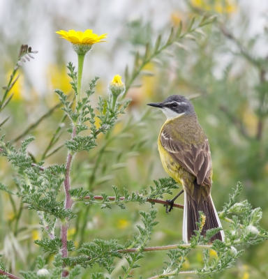 <i class='fa fa-user'></i> loek van de Leur |   Witkeelkwikstaart  <i class='fa fa-eye'> 361</i>  <i class='fa fa-thumbs-up'> 5</i>   <i class='fa fa-comment-o'> 24</i>