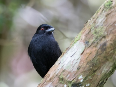 <i class='fa fa-user'></i> Paul van Giersbergen |   Blauwsnavelmoortiran  <i class='fa fa-eye'> 168</i>   <i class='fa fa-comment-o'> 1</i>