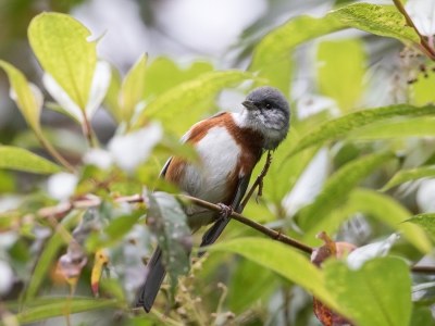 <i class='fa fa-user'></i> Paul van Giersbergen |   Roestborstboomgors  <i class='fa fa-eye'> 201</i>  <i class='fa fa-thumbs-up'> 1</i>   <i class='fa fa-comment-o'> 2</i>