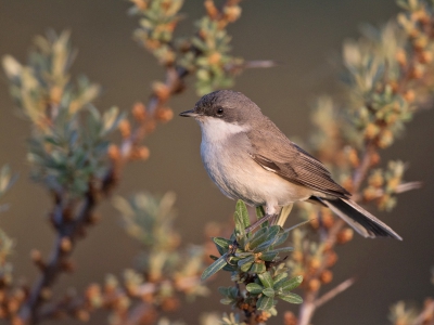 <i class='fa fa-user'></i> Seraf van der Putten |   Braamsluiper  <i class='fa fa-eye'> 472</i>  <i class='fa fa-thumbs-up'> 3</i>   <i class='fa fa-comment-o'> 5</i>