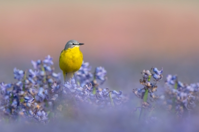 <i class='fa fa-user'></i> Hans Overduin |   Gele Kwikstaart  <i class='fa fa-eye'> 594</i>  <i class='fa fa-thumbs-up'> 14</i>   <i class='fa fa-comment-o'> 16</i>