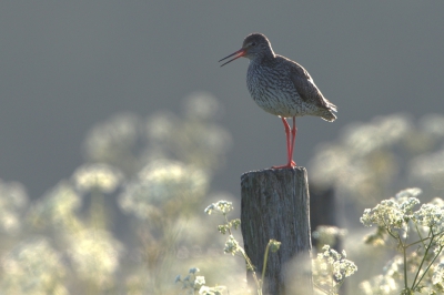 <i class='fa fa-user'></i> Kees van de Wege |   Tureluur  <i class='fa fa-eye'> 360</i>  <i class='fa fa-thumbs-up'> 5</i>   <i class='fa fa-comment-o'> 17</i>