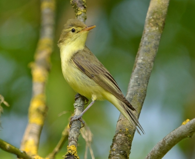 <i class='fa fa-user'></i> Jakob Keun |   Spotvogel  <i class='fa fa-eye'> 423</i>  <i class='fa fa-thumbs-up'> 3</i>   <i class='fa fa-comment-o'> 8</i>