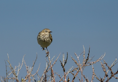 Ondanks dat deze Pieper zich in de Duinen bevond, is het geen Duinpieper maar een Graspieper, met als dcor de Noordzee.