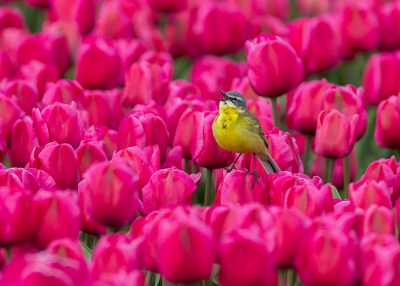 De tulpen zijn inmiddels gekopt, de toeristen zijn huiswaarts. Een mooie herinnering aan een voor Lisse (lees Keukenhof) vruchtbaar seizoen.