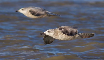 Dankbare vogels om te klikken, deze gewone Zilvermeeuwen.