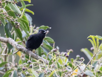 <i class='fa fa-user'></i> Paul van Giersbergen |   Fluweelmoortiran  <i class='fa fa-eye'> 127</i>   <i class='fa fa-comment-o'> 0</i>