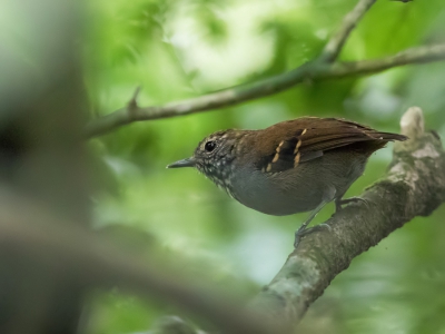 <i class='fa fa-user'></i> Paul van Giersbergen |   Parelhalsmiersluiper  <i class='fa fa-eye'> 164</i>   <i class='fa fa-comment-o'> 1</i>