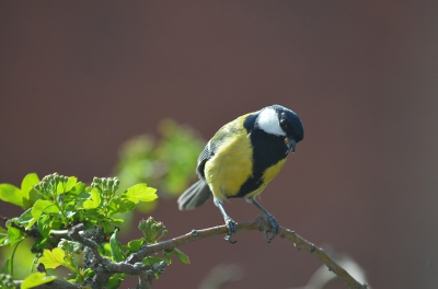 Gewoon huis, tuin en keuken vogel, een graag geziene gast in mijn tuin.