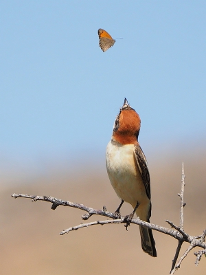 <i class='fa fa-user'></i> corvanspijk |   Roodkopklauwier  <i class='fa fa-eye'> 596</i>  <i class='fa fa-thumbs-up'> 8</i>   <i class='fa fa-comment-o'> 12</i>