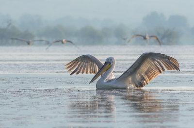 <i class='fa fa-user'></i> Monika |   Kroeskoppelikaan  <i class='fa fa-eye'> 214</i>   <i class='fa fa-comment-o'> 4</i>