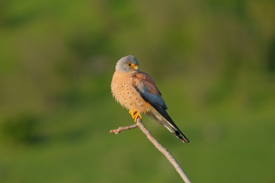 And here the male exemplar of the very rare, unfortunately almost extinct Lesser Kestrel. The photo shows the typical for this species white talons.