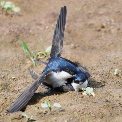 <i class='fa fa-user'></i> corvanspijk |   Huiszwaluw  <i class='fa fa-eye'> 360</i>  <i class='fa fa-thumbs-up'> 13</i>   <i class='fa fa-comment-o'> 13</i>