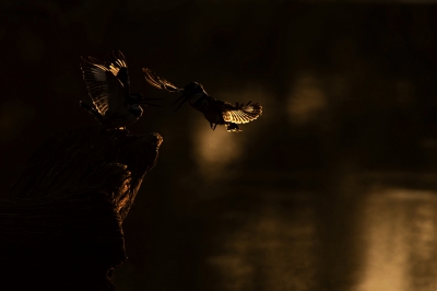 <i class='fa fa-user'></i> Arjan Esschendal |   Bonte IJsvogel  <i class='fa fa-eye'> 387</i>  <i class='fa fa-thumbs-up'> 1</i>   <i class='fa fa-comment-o'> 8</i>