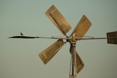 <i class='fa fa-user'></i> Annie Keizer |   Watersnip  <i class='fa fa-eye'> 412</i>  <i class='fa fa-thumbs-up'> 8</i>   <i class='fa fa-comment-o'> 15</i>