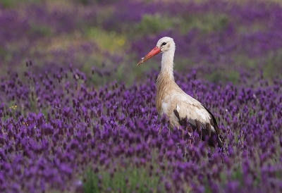 <i class='fa fa-user'></i> charlysax |   Ooievaar  <i class='fa fa-eye'> 366</i>  <i class='fa fa-thumbs-up'> 5</i>   <i class='fa fa-comment-o'> 11</i>