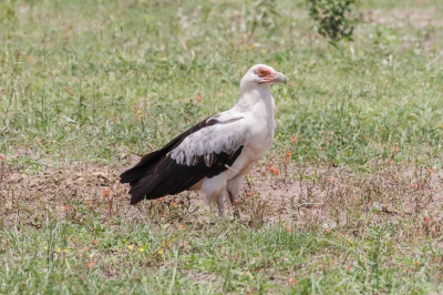 <i class='fa fa-user'></i> Louis56 |   Palmgier  <i class='fa fa-eye'> 255</i>   <i class='fa fa-comment-o'> 1</i>