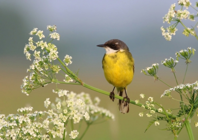 <i class='fa fa-user'></i> thijsglastra |   Witkeelkwikstaart  <i class='fa fa-eye'> 794</i>  <i class='fa fa-thumbs-up'> 25</i>   <i class='fa fa-comment-o'> 21</i>