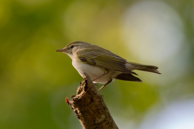 <i class='fa fa-user'></i> Kiel01 |   Bergfluiter  <i class='fa fa-eye'> 448</i>   <i class='fa fa-comment-o'> 5</i>