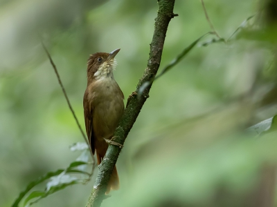<i class='fa fa-user'></i> Paul van Giersbergen |   Witoogbladspeurder  <i class='fa fa-eye'> 173</i>  <i class='fa fa-thumbs-up'> 1</i>   <i class='fa fa-comment-o'> 4</i>