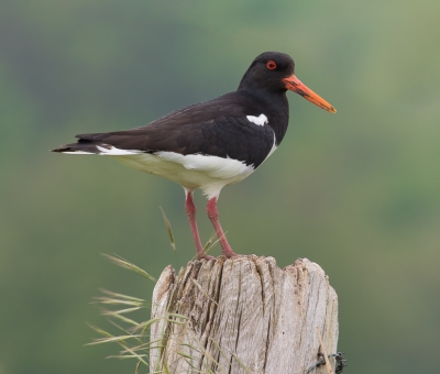 <i class='fa fa-user'></i> natura-pulchra |   Scholekster  <i class='fa fa-eye'> 225</i>   <i class='fa fa-comment-o'> 3</i>