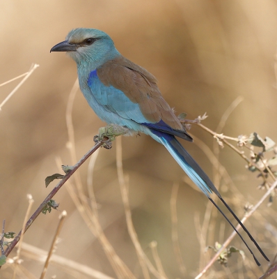 <i class='fa fa-user'></i> Rene en George |   Sahelscharrelaar  <i class='fa fa-eye'> 419</i>  <i class='fa fa-thumbs-up'> 3</i>   <i class='fa fa-comment-o'> 11</i>