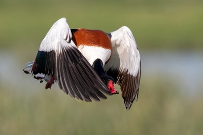 <i class='fa fa-user'></i> ep |   Bergeend  <i class='fa fa-eye'> 393</i>   <i class='fa fa-comment-o'> 6</i>